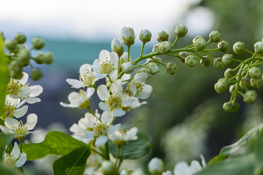 bird-cherry, fiore, pianta, crescita, bellezza nella natura, pianta fiorita, freschezza, avvicinamento, vulnerabilità, fragilità, messa a fuoco selettiva, natura, nessuno, giorno, colore verde, foglia, parte vegetale, concentrarsi sulle conoscenze acquisite, la tranquillità, all'aperto, germoglio, testa di fiore, 4K