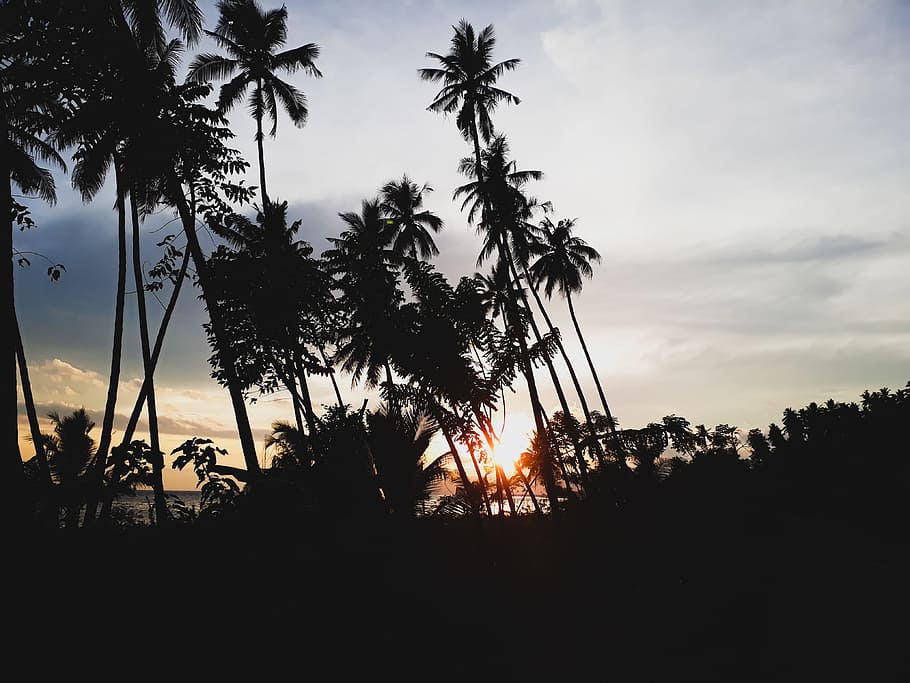 siluetes, palmeres, posta de sol, resplendor, retroil·luminat, núvols, arbres de coco, fosc, idíl·lic, naturalesa, pacífica, paisatge, escènic, cel, estiu, sortida del sol, tranquil, arbres, tropical, planta, silueta, arbre, bellesa a la natura, creixement, Palmera, escenics - natura, tranquil·litat, escena tranquil·la, núvol - cel, clima tropical, cap gent, vista d’angle baix, a l'aire lliure, terra, escena no urbana, palmera de coco, 4K
