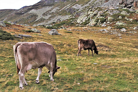 køer, to, alpine, høj, julierpass, bjerge, stilheden, spids, landskab, bjerg, sten-, udsigt, Schweiz, natur, eng, miljøet, udsigten til, rolige, humør, idyllen, græsning, klippe, stenene, dyre temaer, pattedyr, dyr, husdyr, græs, indenlandske, jord, hvirveldyr, Mark, gruppe af dyr, kæledyr, dyreliv, landbrug, plante, ingen mennesker, kvæg, planteædende, udendørs, 5K, CC0, offentligt domæne, royaltyfrie