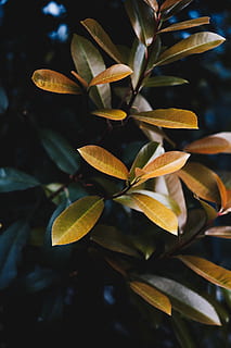 kahverengi yaprak, bitki, Yaprak, çiçek, damarlar, Acanthaceae, ağaç, Annonaceae, iris, taçyaprağı, Su, suda yaşayan, araceae, doğa, meyve, Gıda, narenciye, nehir, açık havada, gölet zambak, bitki bölümü, doğada güzellik, büyüme, kapatmak, insansız, gün, seçici odak, tazelik, ön plana odaklanmak, yapraklar, Sarı, huzur, yeşil renk, Güvenlik açığı, kırılganlık, yüksek açılı görünüş, doğal durum, 5K, CC0, kamu malı, telif ücretsiz