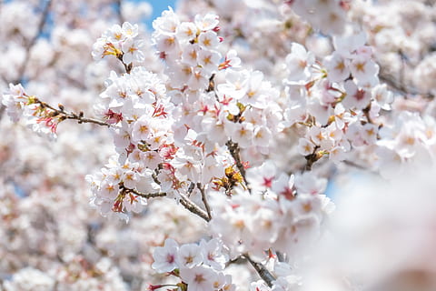 flori de cireșe albe, plantă, floare, floare de cires, inflori, primăvară, sakura, Japonia, a inflori, petală, polen, festival, mulţimea, alimente, fruct, cireașă, şofran, Aster, margarete, margaretă, legume și fructe, planta cu flori, fragilitate, prospeţime, vulnerabilitate, frumusețe în natură, creştere, copac, a închide, ramură, natură, zi, nici o persoana, selectiv, culoare alba, cires, cap de floare, în aer liber, buchet de flori, 4K, CC0, domeniu public, fără drepturi de autor