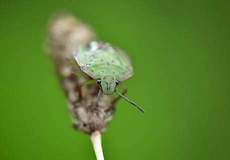 Chyba, opravdová chyba, hmyz, makro, zvířat, bezobratlý, zvíře, zvířata ve volné přírodě, jednoho zvířete, detail, rostlina, zelená barva, Příroda, nikdo, květ, zvířecí křídlo, krása v přírodě, zoologie, zaměřit se na popředí, zelené pozadí, kvetoucí rostlina, část těla zvířete, venku, mol, motýl - hmyz, 4K, CC0, veřejná doména, bez autorských práv