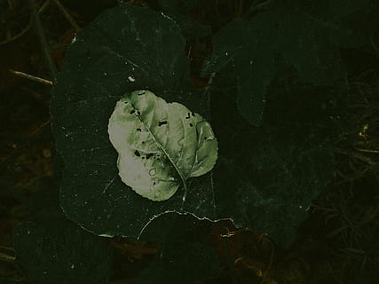 green leaf, leaf, plant part, plant, beauty in nature, close-up, water, no people, nature, growth, wet, vulnerability, fragility, high angle view, freshness, drop, green color, flower, day, outdoors, rain, leaves, floating on water, raindrop, dew, 5K, CC0, public domain, royalty free