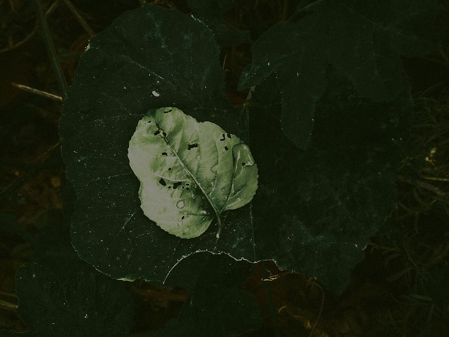 green leaf, leaf, plant part, plant, beauty in nature, close-up, water, no people, nature, growth, wet, vulnerability, fragility, high angle view, freshness, drop, green color, flower, day, outdoors, rain, leaves, floating on water, raindrop, dew, 5K