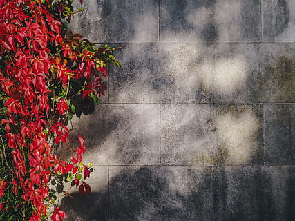 wall, red, flower, vineyard, nature, outdoor, plant, flowering plant, growth, beauty in nature, freshness, vulnerability, fragility, day, no people, close-up, sunlight, outdoors, leaf, plant part, wall - building feature, architecture, flower head, concrete, 4K, CC0, public domain, royalty free