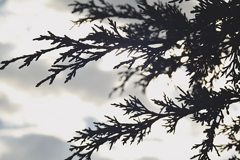 mexicà, metepec, arbres, llum, llum solar, arbre, planta, cel, silueta, vista d’angle baix, creixement, bellesa a la natura, branca, naturalesa, cap gent, núvol - cel, part de la planta, full, tranquil·litat, a l'aire lliure, dia, centrar-se en primer pla, escenics - natura, primer pla, fulles, 5K, CC0, domini públic, lliure de regalies