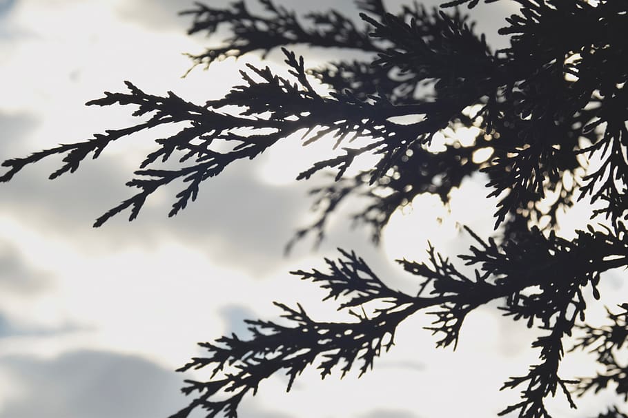 mexicà, metepec, arbres, llum, llum solar, arbre, planta, cel, silueta, vista d’angle baix, creixement, bellesa a la natura, branca, naturalesa, cap gent, núvol - cel, part de la planta, full, tranquil·litat, a l'aire lliure, dia, centrar-se en primer pla, escenics - natura, primer pla, fulles, 5K