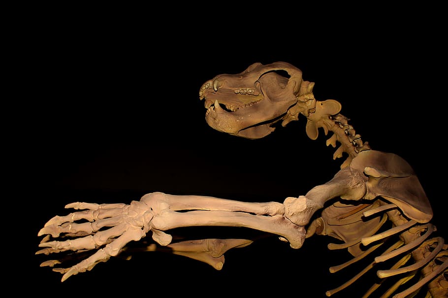 cueva gigante, oso, -, extinto, megafauna, cueva, eoceno, cráneo, caninos, animal, antiguo, arqueología, biología, mordedura, hueso, dinosaurio, excavación, omnívoro, fósil, historia, cazador, Marfil, monstruos, paleontología, pasado, pleistoceno, orar, depredador, prehistórico, presa, sable, hombre de las cavernas, cavernícola, neanderthal, ciencia, esqueleto, gruñido, dientes, gigante, diente, transparente, vicioso, blanco, zoología, hielo, años, cro-magnon, fondo negro, foto de estudio, adentro, vista lateral, nadie, copia espacio, noche, esqueleto humano, naturaleza, escalofriante, fauna animal, separar, iluminado, parte del cuerpo, 1080P