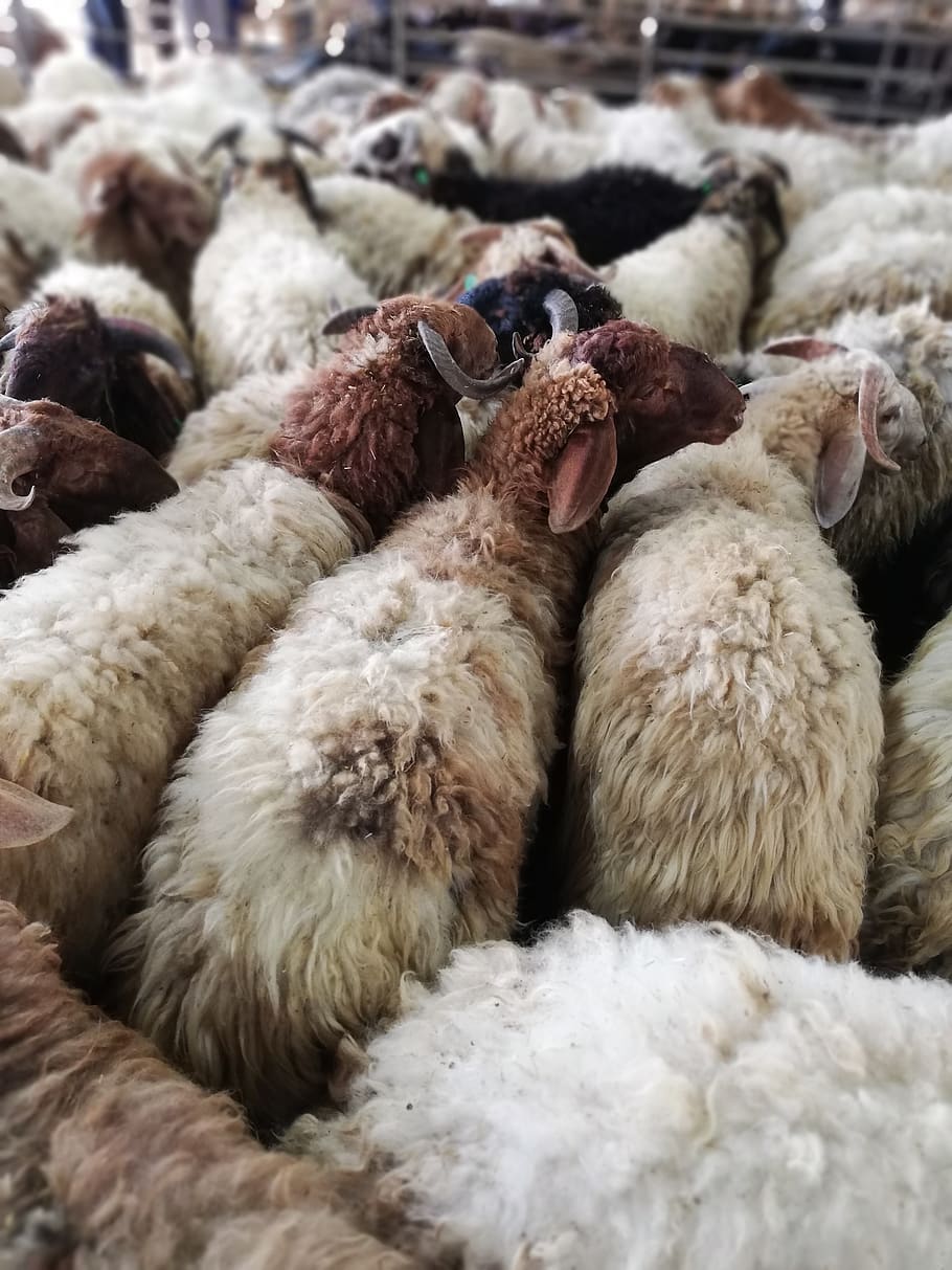eid, eid mubarak, islàmic, ovelles, animals, xai, llana, granja, molts, rural, mamífer, Agricultura, bonic animal, pastures, pasturatge, animal, temes d'animals, grup d’animals, vertebrats, nacional, animals domèstics, mascotes, bestiar, ocell, pollastre - ocell, cap gent, animal jove, ocell jove, primer pla, naturalesa, dia, pollastre infantil, relaxació, a l'aire lliure, família d’animals, 2K