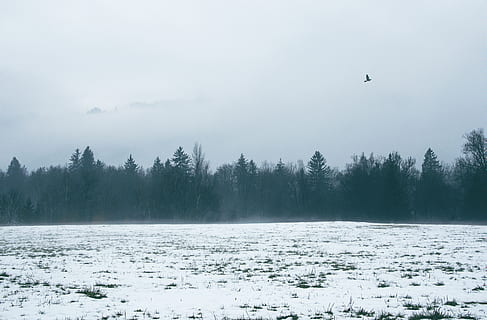 tree, background, blue, black, white, cold, dust, fly, pet, animal, bird, snow, winter, grey, fog, cold temperature, plant, beauty in nature, tranquility, tranquil scene, scenics - nature, nature, no people, day, frozen, environment, white color, sky, non-urban scene, outdoors, snowing, 5K, CC0, public domain, royalty free