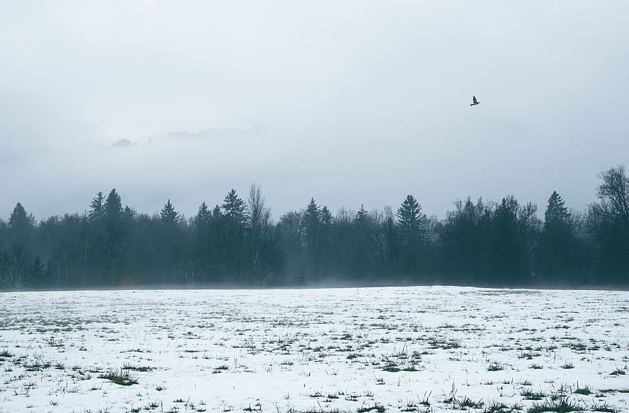 tree, background, blue, black, white, cold, dust, fly, pet, animal, bird, snow, winter, grey, fog, cold temperature, plant, beauty in nature, tranquility, tranquil scene, scenics - nature, nature, no people, day, frozen, environment, white color, sky, non-urban scene, outdoors, snowing, 5K