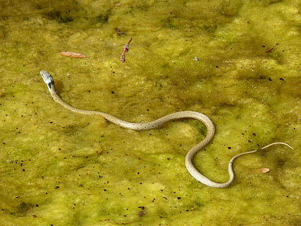 serpente, fiume serpente, alghe, fiume, natrix natrix, Montsant, temi animali, animale, fauna selvatica, animali allo stato selvatico, un animale, nessuno, rettile, verme, natura, colore verde, vertebrato, giorno, acqua, invertebrato, ambiente, pianta, vista dall'alto, curva, all'aperto, 4K, CC0, dominio pubblico, privo di copyright