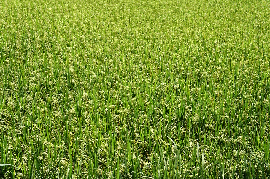 arròs, corps, verd, patró, herba, color verd, planta, camp, terra, creixement, fons, marc complet, bellesa a la natura, paisatge, tranquil·litat, naturalesa, cap gent, agricultura, escena rural, dia, vista d’angle alt, cultiu, a l'aire lliure, escena tranquil·la, 4K