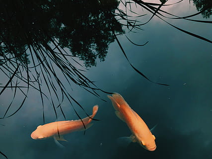 vis, water, dier, dierlijke thema's, dieren in het wild, dierenleven, onderwater-, zwemmen, gewerveld, zee, zeeleven, onderzees, natuur, marinier, geen mensen, groep dieren, buitenshuis, Oranje kleur, school vissen, ecosysteem, 4K, CC0, publiek domein, royaltyvrij