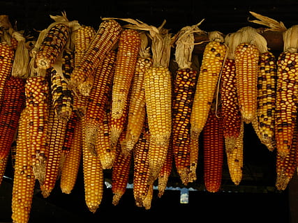 lots, sweet, corn, sweet corn, vegetable, vegetables, yellow, food and drink, food, sweetcorn, corn on the cob, freshness, healthy eating, no people, market, for sale, wellbeing, close-up, still life, raw food, large group of objects, hanging, retail, corn - crop, outdoors, 2K, CC0, public domain, royalty free