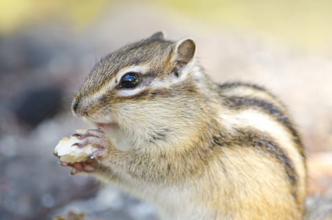 esquirol marró, ardilla, animal, ocell, menjar, ulaanbaatar, mongolia, mamífer, esquirol, rosegador, vida salvatge, mascota, gat, bosc, galeta, cookie, fotografia, foto, de peu, planta, temes d'animals, fauna animal, un animal, primer pla, animals a la natura, centrar-se en primer pla, cap gent, menjar i beguda, celebració, dia, alimentació, vertebrats, vista lateral, a l'aire lliure, bigotis, famolenc, herbívors, 4K, CC0, domini públic, lliure de regalies