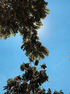 planta, arbre, full, llum, flamarada, a l'aire lliure, naturalesa, vegetació, tronc de l'arbre, llum solar, silueta, activitats de lleure, aventura, cel, arquitectura, edifici, torre, temps, ocell, volant, vista d’angle baix, creixement, dia, cap gent, bellesa a la natura, tranquil·litat, blau, cel clar, color verd, branca, escena tranquil·la, escenics - natura, pista de vapor, assolellat, arbre de coníferes, copa de l'arbre, 4K, CC0, domini públic, lliure de regalies