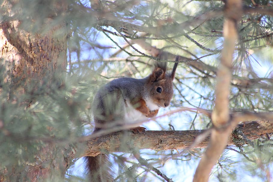 esquirol, arbre, pi, pinetree, mamífer, animal, temes d'animals, fauna animal, un animal, rosegador, animals a la natura, branca, planta, naturalesa, vertebrats, cap gent, bosc, terra, enfocament selectiu, dia, a l'aire lliure, primer pla, 5K