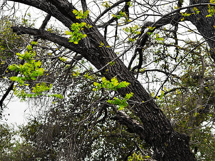 pianta, albero, tronco d'albero, foglia, animale, uccello, maglietta, capi di abbigliamento, abbigliamento, all'aperto, giardino, pergolato, parrocchetto, pappagallo, accipiter, radice, ghiandaia, cibo, produrre, uccello di sfarfallio, crescita, ramo, Inquadratura dal basso, nessuno, tronco, giorno, natura, bellezza nella natura, la tranquillità, foresta, terra, muschio, colore verde, cielo, scenics - natura, parte vegetale, primavera, 5K, CC0, dominio pubblico, privo di copyright