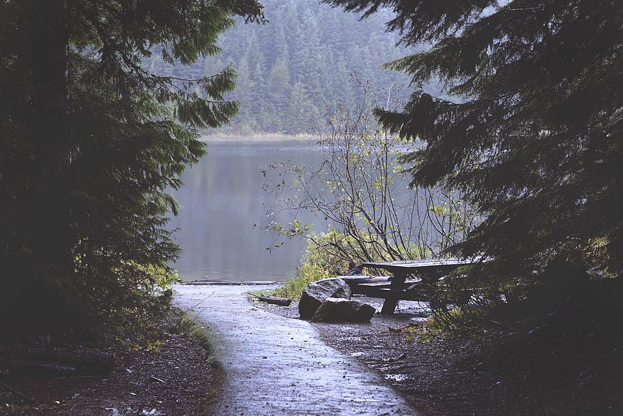 braun, Bank, See, bedeckt, Wald, Nebel, Pfad, Bäume, Wasser, Pflanze, Baum, Natur, Ruhe, Tag, Szenen - Natur, Schönheit in der Natur, ruhige Szene, Wachstum, keine Leute, Fluss, Nicht-städtische Szene, draußen, Reflexion, Richtung, der Weg nach vorn, fließendes Wasser, fließend, 5K