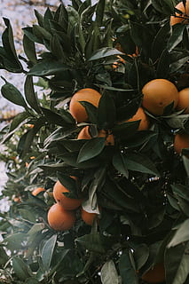 pomeranč, ovoce, jídlo, rostlina, citrusové ovoce, vyrobit, grapefruit, oranžový, vejce, strom, pomelo, listy, tomel, list, meruňka, led, sníh, Příroda, venku, mráz, jackfruit, jídlo a pití, Zdravé stravování, růst, blahobyt, oranžová barva, svěžest, rostlinné části, den, ovocný strom, zelená barva, nikdo, zralý, 8K, CC0, veřejná doména, bez autorských práv