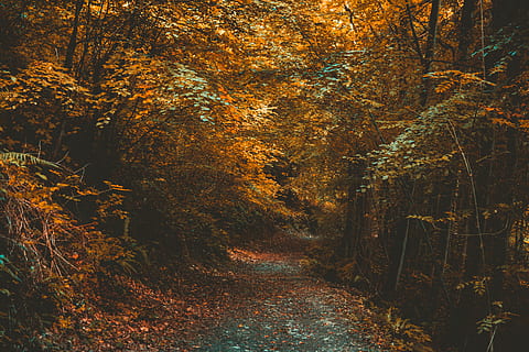 photography of forest, environment, forest, path, trees, woods, tree, plant, autumn, change, land, beauty in nature, tranquility, growth, nature, tranquil scene, no people, non-urban scene, scenics - nature, the way forward, direction, day, footpath, landscape, woodland, outdoors, autumn collection, 5K, CC0, public domain, royalty free