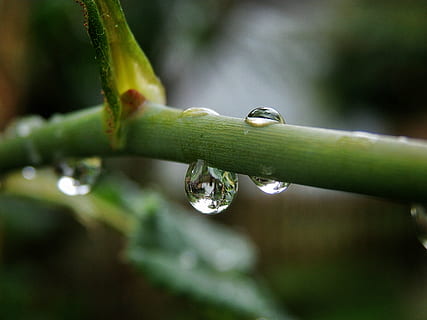 senter, fokus, makro, stilk, rosa, miste, dråper, regn, bokeh, fersk, vann, våt, anlegg, nærbilde, natur, grønn farge, vekst, ingen folk, friskhet, selektiv fokusering, sårbarhet, skjønnhet i naturen, fokusere på forgrunnen, skjørhet, plante del, dag, dugg, utendørs, renhet, regndråpe, gresstrå, regntid, regnskog, 4K, CC0, offentlig domene, opphavsrett gratis