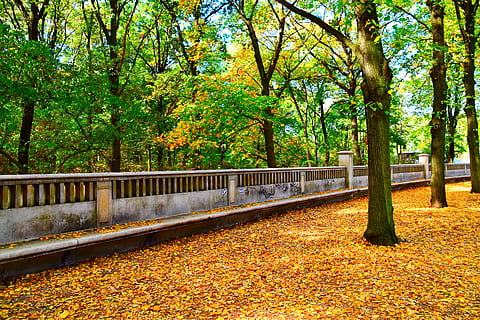 Germania, Berlino, ebertstraße 21, albero, autunno, pianta, modificare, bellezza nella natura, parte vegetale, crescita, foglia, natura, colore arancione, tronco d'albero, giorno, tronco, parco, nessuno, la tranquillità, terra, caduta, colore verde, scenics - natura, all'aperto, collezione autunnale, le foglie, 5K, CC0, dominio pubblico, privo di copyright