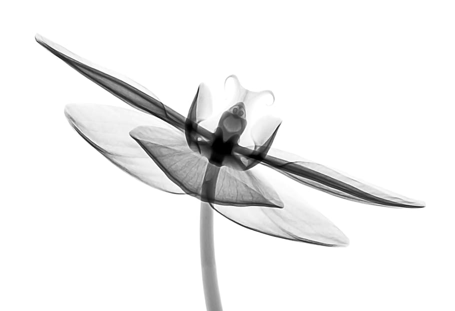 grigio, bianca, opera d'arte, sfondo bianco, girato in studio, avvicinamento, nessuno, ritagliare, in casa, natura morta, singolo oggetto, freschezza, testa di fiore, infiorescenza, bellezza nella natura, vista dall'alto, forma, copia spazio, petalo, fiore, utensile da cucina, pianta fiorita, natura, 2K