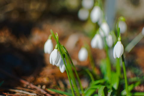 hvit krokusblomst, Amaryllidaceae, blomstre, blomst, anlegg, petal, utendørs, natur, vår, hvit, blomstrer, voksende, Miljø, makrofotografering, bokeh bakgrunn, våren, Snowdrop, delikat blomst, flora, hager, skjørhet, sårbarhet, friskhet, skjønnhet i naturen, vekst, blomstrende plante, nærbilde, fokusere på forgrunnen, hvit farge, ingen folk, selektiv fokusering, blomsterhodet, dag, inflorescence, 5K, CC0, offentlig domene, opphavsrett gratis