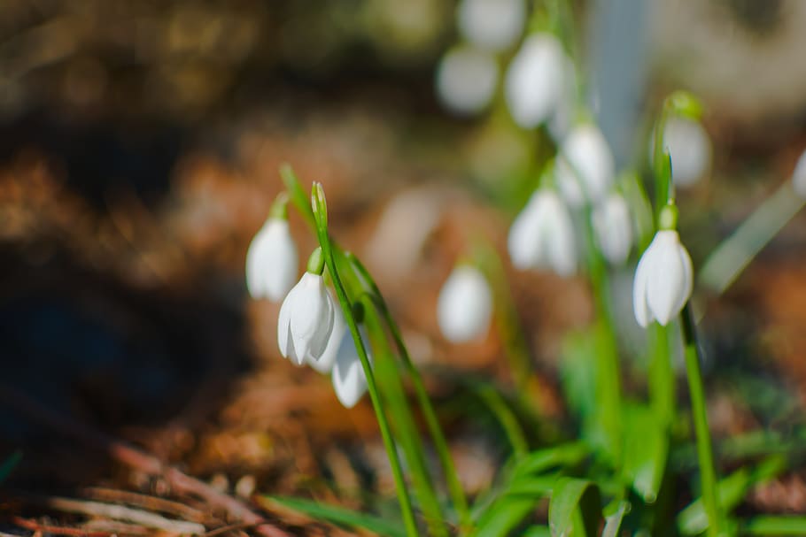 hvit krokusblomst, Amaryllidaceae, blomstre, blomst, anlegg, petal, utendørs, natur, vår, hvit, blomstrer, voksende, Miljø, makrofotografering, bokeh bakgrunn, våren, Snowdrop, delikat blomst, flora, hager, skjørhet, sårbarhet, friskhet, skjønnhet i naturen, vekst, blomstrende plante, nærbilde, fokusere på forgrunnen, hvit farge, ingen folk, selektiv fokusering, blomsterhodet, dag, inflorescence, 5K