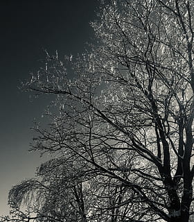 Baum, Winter, Nacht-, steigend, Eis, Geäst, schwarz, grau, Hintergrund, Natur, draussen, Pflanze, Ast, kahler Baum, Flachwinkelansicht, keine Leute, Himmel, Ruhe, draußen, Schönheit in der Natur, Tag, Wachstum, Silhouette, Szenen - Natur, ruhige Szene, Baumstamm, Kofferraum, 2K, CC0, gemeinfrei, lizenzfrei