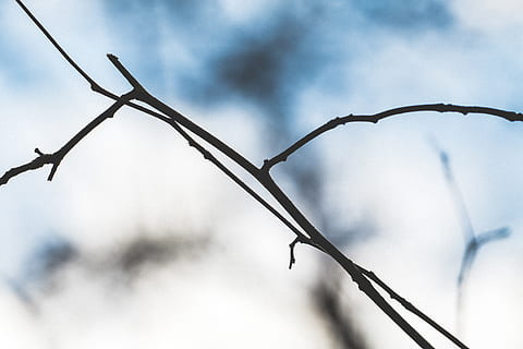 безлистное дерево, природа, завод, зима, свет, животное, птица, падение, сельская местность, синий, Работа, твердая древесина, ствол дерева, теплый, яркий, листва, сырье, выветрившийся, материал, Swirly, лесоруб, забор, безопасность, защита, нет людей, сосредоточиться на переднем плане, крупный план, металл, барьер, провод, граница, острый, день, на открытом воздухе, колючая проволока, небо, низкий угол обзора, облако - небо, дерево, 5K, CC0, общественное достояние, роялти бесплатно