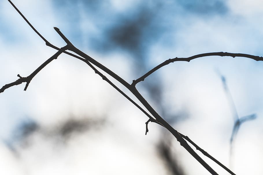 arbre sense fulles, naturalesa, planta, hivern, llum, animal, ocell, tirar, camp, blau, treballar, fusta dura, tronc de l'arbre, càlid, brillant, fullatge, crua, resistent, material, swirly, Bosc de bosc, tanca, seguretat, protecció, cap gent, centrar-se en primer pla, primer pla, metall, barrera, cable, límit, agut, dia, a l'aire lliure, filferro espinós, cel, vista d’angle baix, núvol - cel, arbre, 5K