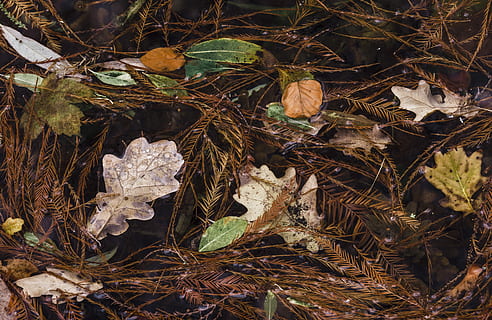 asorti lapas, augu, lapas, raksturs, ārā, zemes, zeme, koks, dzīvnieku, dekorācijas, agarisks, sēnīte, sēnes, ūdens, vēnas, foto, fotogrāfija, sniegs, monēta, naudu, ledus, sausa, jomā, dienā, izaugsmi, augu daļa, tuvplāns, nav cilvēku, miers, skaistums dabā, augsts leņķa skats, mežs, neaizsargātību, nestabilitāte, 5K, CC0, publiskais domēns, bez atlīdzības