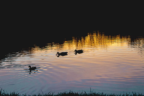 trær, innsjø, skog, ender, fugler, skygger, sol, solnedgang, lys, refleksjon, vann, vakker, episk, mystiske, natur, romania, bilde, enkel, farger, fugl, dyr i naturen, dyre temaer, dyreliv, dyr, virveldyr, gruppe dyr, vannkanten, svømme~~POS=TRUNC, ingen folk, skjønnhet i naturen, himmel, fjærfe, and, silhouette, utendørs, dyrfamilie, 5K, CC0, offentlig domene, opphavsrett gratis