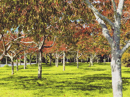 pianta, albero, tronco d'albero, erba, persona, umano, prato, parco, all'aperto, acero, foglia, betulla, Annonaceae, abbigliamento, cappotto, capi di abbigliamento, città universitaria, quercia, completo da uomo, crescita, bellezza nella natura, la tranquillità, scena tranquilla, natura, colore verde, autunno, giorno, scenics - natura, ambiente, nessuno, paesaggio, terra, campo, modificare, 5K, CC0, dominio pubblico, privo di copyright