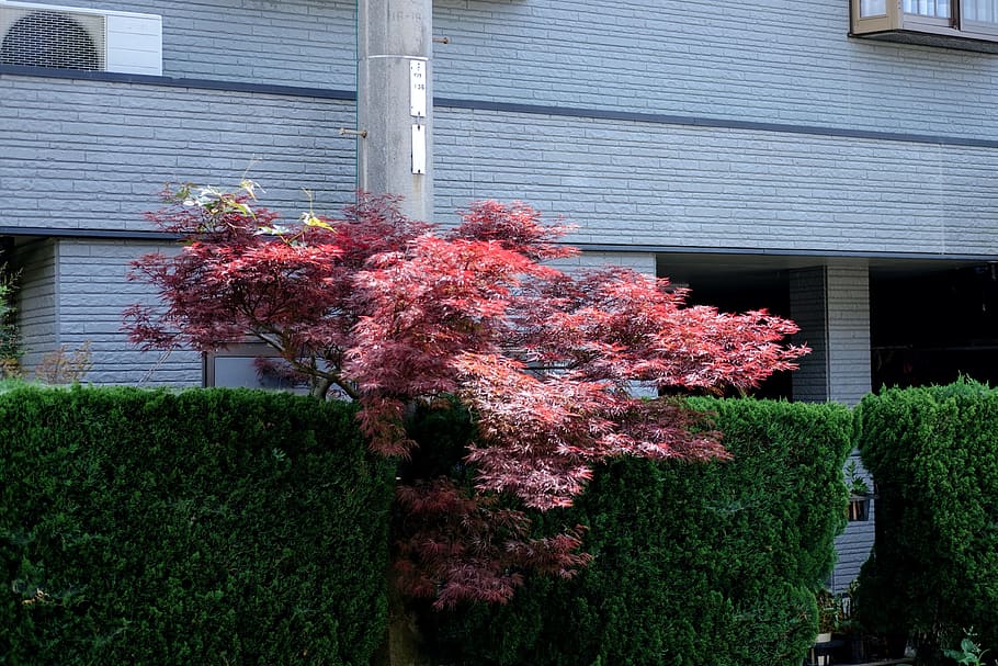 albero, pianta, foglia, acero, vegetazione, cespuglio, siepe, recinto, conifera, abete, abies, fiore, fiorire, all'aperto, giardino, Palma, Arecaceae, tasso, box auto, peonia, struttura costruita, architettura, crescita, esterno dell'edificio, pianta fiorita, natura, nessuno, giorno, costruzione, bellezza nella natura, Casa, colore rosa, freschezza, fragilità, vulnerabilità, colore verde, 4K