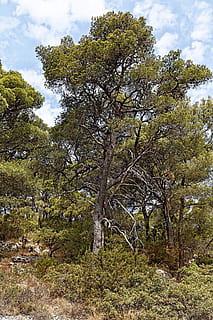 ensomt fyrretræ, træ, fyrretræ, plante, flora, dalmatien, Europa, himmel, sky - himmel, skønhed i naturen, vækst, ro, jord, natur, dag, scenics - natur, rolig scene, ingen mennesker, ikke-urbane scene, Skov, udendørs, lav vinkel visning, grøn farve, miljø, Mark, 1080P, CC0, offentligt domæne, royaltyfrie