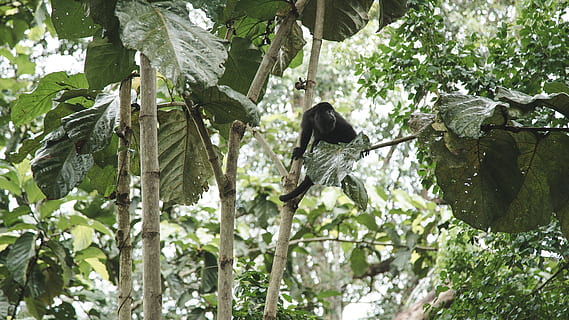 belize, arbres, bosc, mico, animals, vida salvatge, pals, arbre, planta, animals a la natura, fauna animal, creixement, temes d'animals, animal, vista d’angle baix, vertebrats, part de la planta, full, ocell, naturalesa, un animal, branca, color verd, dia, a l'aire lliure, posat, cap gent, 4K, CC0, domini públic, lliure de regalies