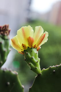 blomst, kaktus, flora, plante, blomster, natur, grøn, torne, spina, planter, blomstrende plante, skønhed i naturen, sårbarhed, skrøbelighed, vækst, tæt på, friskhed, fokus på forgrunden, kronblad, blomsterstand, blomsterhoved, ingen mennesker, dag, gul, selektiv fokusering, saftige plante, udendørs, 5K, CC0, offentligt domæne, royaltyfrie