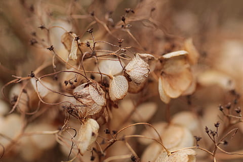 ortensia, seme, fiore, morto, botanica, giardino, stagione, all'aperto, autunno, naturale, petalo, asciutto, pianta, messa a fuoco selettiva, avvicinamento, natura, nessuno, giorno, pianta essiccata, Marrone, bellezza nella natura, terra, fragilità, concentrarsi sulle conoscenze acquisite, vulnerabilità, campo, pianta morta, crescita, parte vegetale, ramoscello, pianta appassita, secco, 5K, CC0, dominio pubblico, privo di copyright