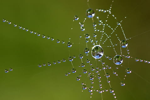 web, mazorca, telaraña, insecto, araña, modelo, soltar, agua, fragilidad, naturaleza, mojado, vulnerabilidad, color verde, nadie, de cerca, belleza en la naturaleza, planta, frescura, al aire libre, Rocío, día, animal, crecimiento, pureza, lluvia, gota de agua, 2K, CC0, dominio público, libre de derechos