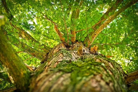 Grün, Baum Flachwinkelfotografie, Geäst, Perspektive, Baum, Baumrinde, Tierthemen, Tierwelt, Tier, ein Tier, Tiere in freier Wildbahn, Pflanze, Baumstamm, Kofferraum, Natur, wirbellos, grüne Farbe, Nahansicht, keine Leute, Wald, selektiver Fokus, Insekt, Tag, Spinnentier, Ast, draußen, Regenwald, Borke, direkt darunter, 4K, CC0, gemeinfrei, lizenzfrei