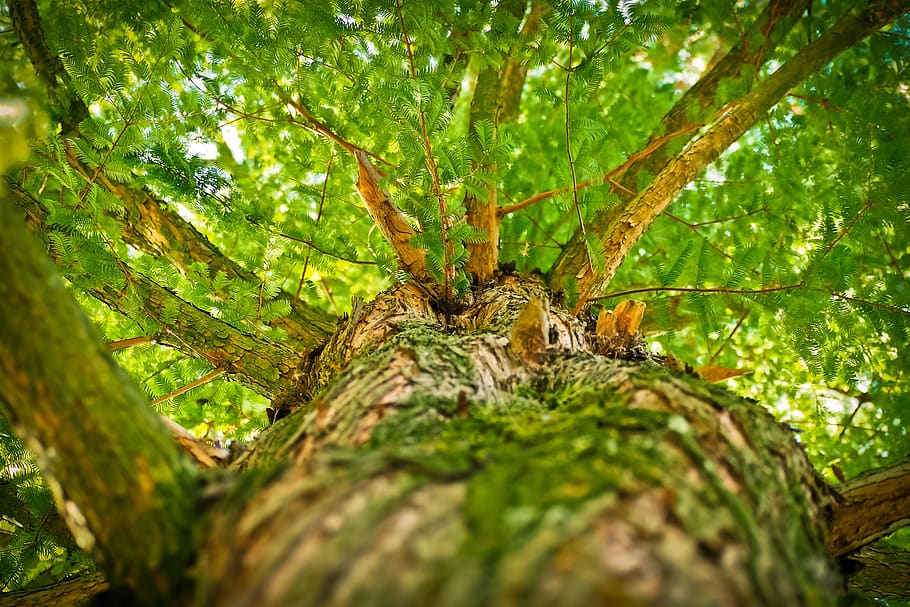 verde, fotografia ad albero basso, rami, prospettiva, albero, corteccia di albero, temi animali, fauna selvatica, animale, un animale, animali allo stato selvatico, pianta, tronco d'albero, tronco, natura, invertebrato, colore verde, avvicinamento, nessuno, foresta, messa a fuoco selettiva, insetto, giorno, aracnide, ramo, all'aperto, foresta pluviale, abbaiare, direttamente sotto, 4K