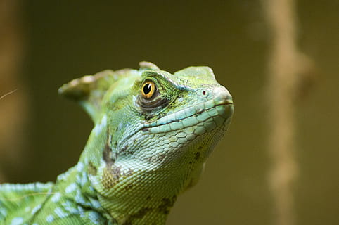 green lizard, animal, animal photography, close-up, color, exotic, green, green iguana, iguana, lizard, outdoors, pet, portrait, rainforest, reptile, scales, tropical, wild, wildlife, zoo, one animal, animal themes, vertebrate, animal body part, animal head, animal wildlife, animals in the wild, focus on foreground, green color, no people, day, nature, looking away, looking, animal scale, animal eye, 4K, CC0, public domain, royalty free