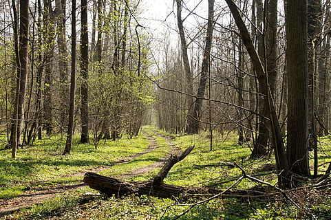 miškas, pavasaris, kelias, medžiai, lapuočių, žalias, pobūdį, vaikščioti, potvynio, vernal, medis, augalų, žemės, medžio kamienas, bagažinė, ramybė, ramioje scenoje, grožis gamtoje, ne miesto scenoje, nėra žmonių, augimą, vaizdai - gamta, dieną, kraštovaizdį, lauke, Nuotolinis, filialas, mediena, 5K, CC0, Viešasis domenas, nemokamai