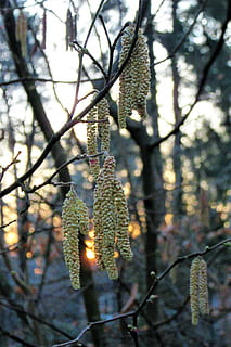 Hasel, Sonnenuntergang, Frühling, Pollen, Abendrot, Ast, Baum, Natur, Pflanze, Wachstum, Fokus auf den Vordergrund, Schönheit in der Natur, keine Leute, Tag, Weidenkätzchen, Ruhe, Nahansicht, draußen, hängend, Zerbrechlichkeit, Verletzlichkeit, Blume, selektiver Fokus, Zweig, Sonnenlicht, Nadelbaum, 2K, CC0, gemeinfrei, lizenzfrei