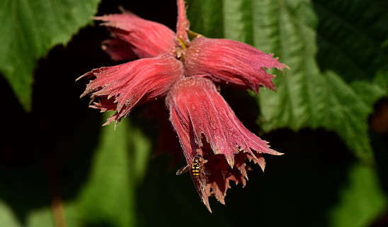 hasselnødder, nødder, træ, hasselnødtræ, afdeling, hasselbranche, mad, frugt, sommer, umoden, vækst, rød, grøn, flyve, insekt, plante, skønhed i naturen, tæt på, blomstrende plante, blomst, skrøbelighed, friskhed, kronblad, sårbarhed, blomsterstand, blomsterhoved, ingen mennesker, natur, fokus på forgrunden, pollen, botanik, lyserød farve, udendørs, forår, lilla, visnet plante, 5K, CC0, offentligt domæne, royaltyfrie