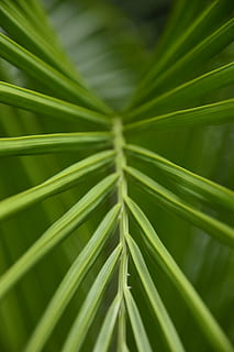 daun kelapa hijau, hijau, menanam, daun, pohon, titis kecil, lupin, mekar, bunga, pohon palem, arecaceae, konifer, Abies, pohon cemara, invertebrata, hewan, arakhnida, laba-laba, laba-laba kebun, serangga, pembuluh darah, pertumbuhan, warna hijau, merapatkan, keindahan di alam, bagian tanaman, hari, alam, tidak ada orang, bingkai penuh, latar belakang, fokus selektif, pola alami, pola, fokus pada latar depan, di luar rumah, ketenangan, kesegaran, botani, daun palem, Daun-daun, bilah rumput, runcing, tanaman bambu, 5K, CC0, domain publik, bebas royalti